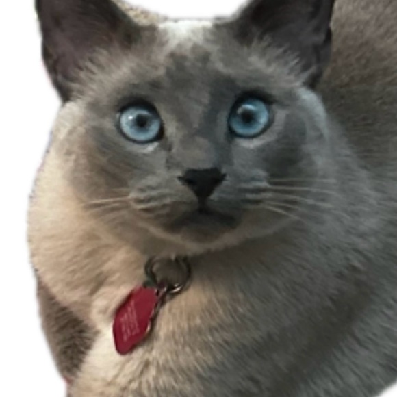 Meet your Posher, Loren Alexis - Picture 7 of 16